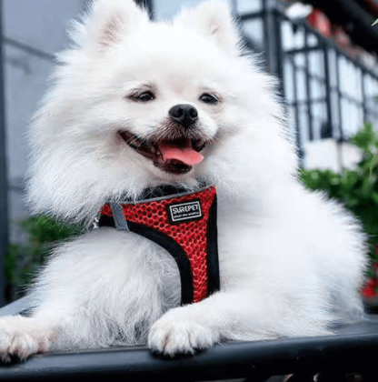 Pet Leash Dog Chest Harness Reflective Comfort Vest Dog Walking Leash