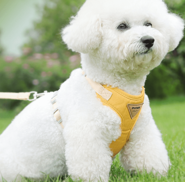Small Dog Pet Leash