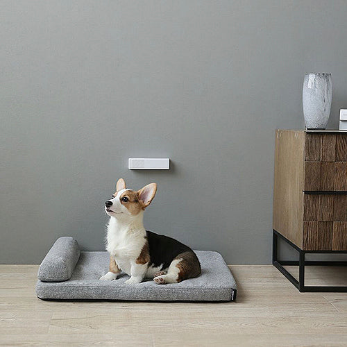 Dog Beds: Elevate Your Dog's Comfort