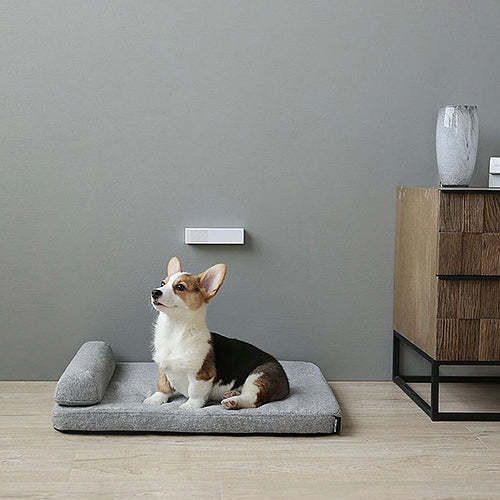 Dog Beds: Elevate Your Dog's Comfort