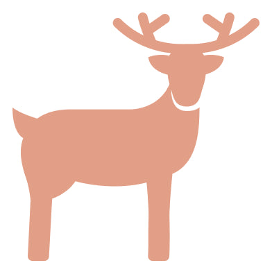 エゾシカ（鹿）