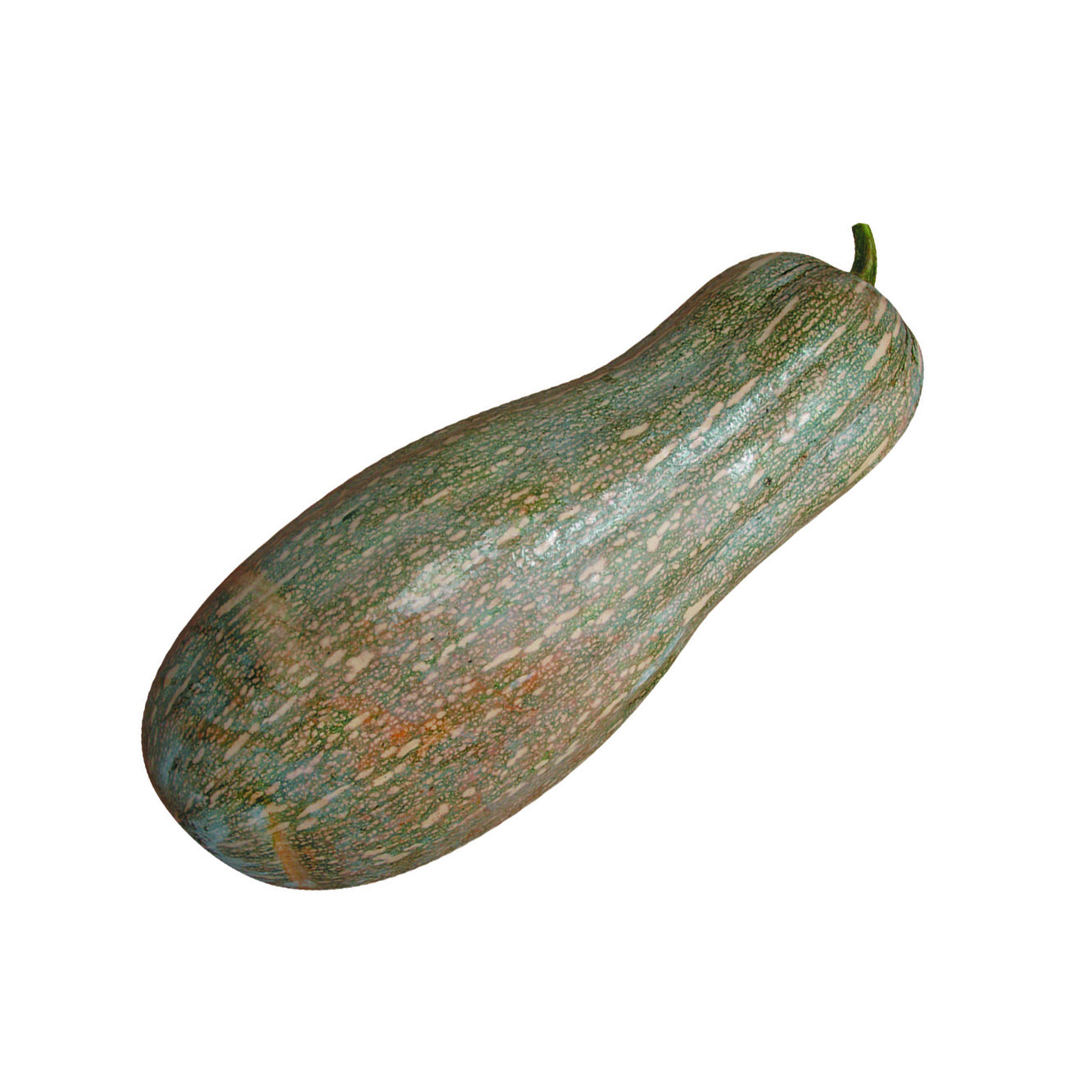 JinChuan Miben Pumpkin