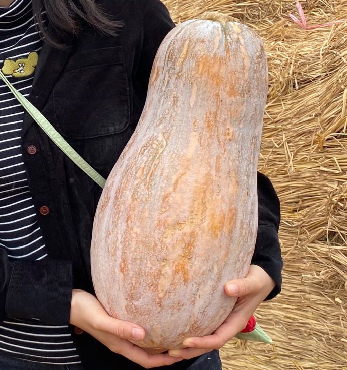 JinChuan Giant Big Miben Pumpkin