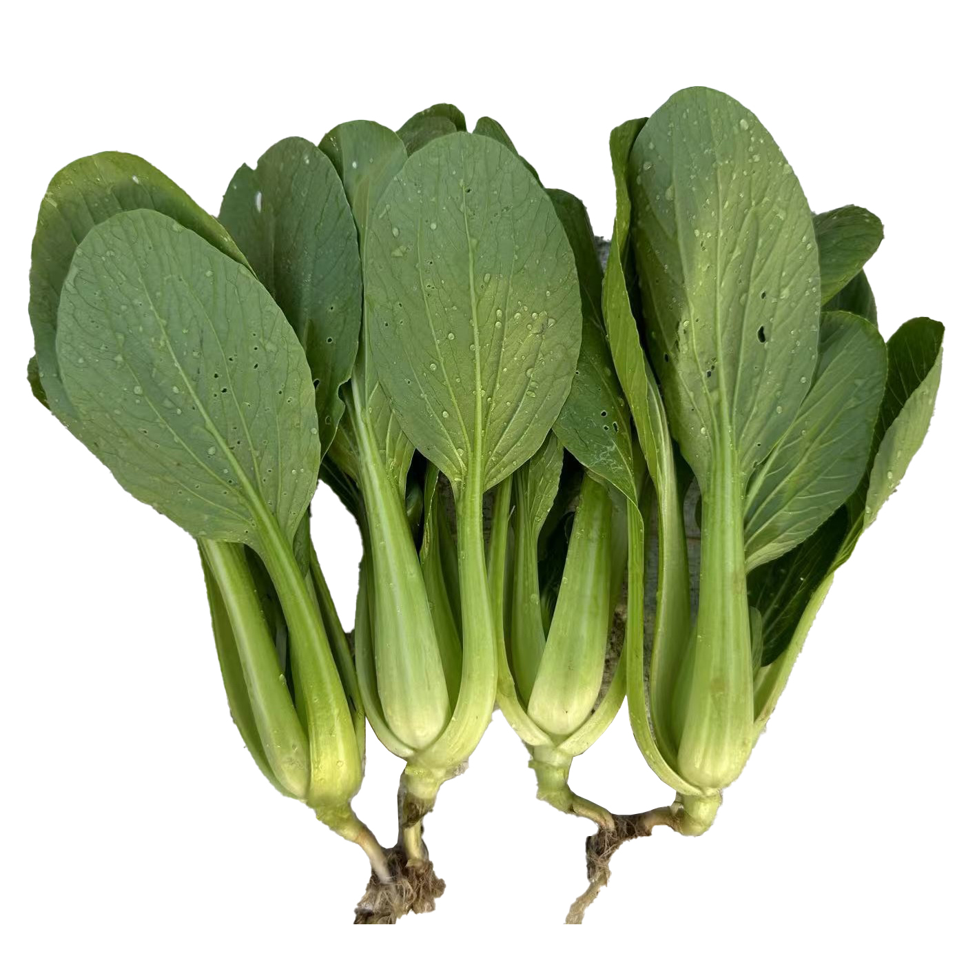 QingJiang Pak Choi