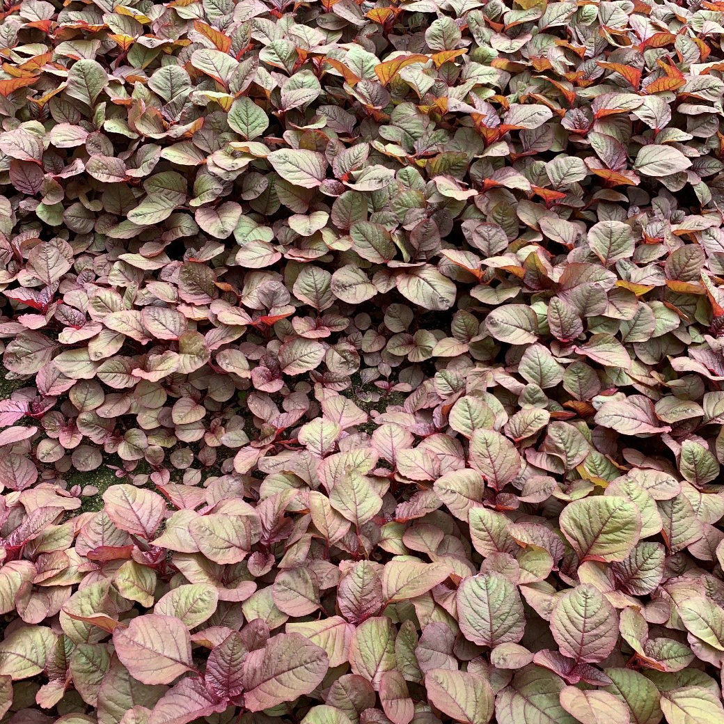 QuanHong Amaranth