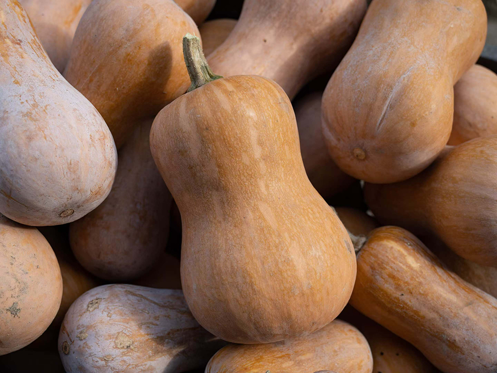 Golden Deary Pumpkin