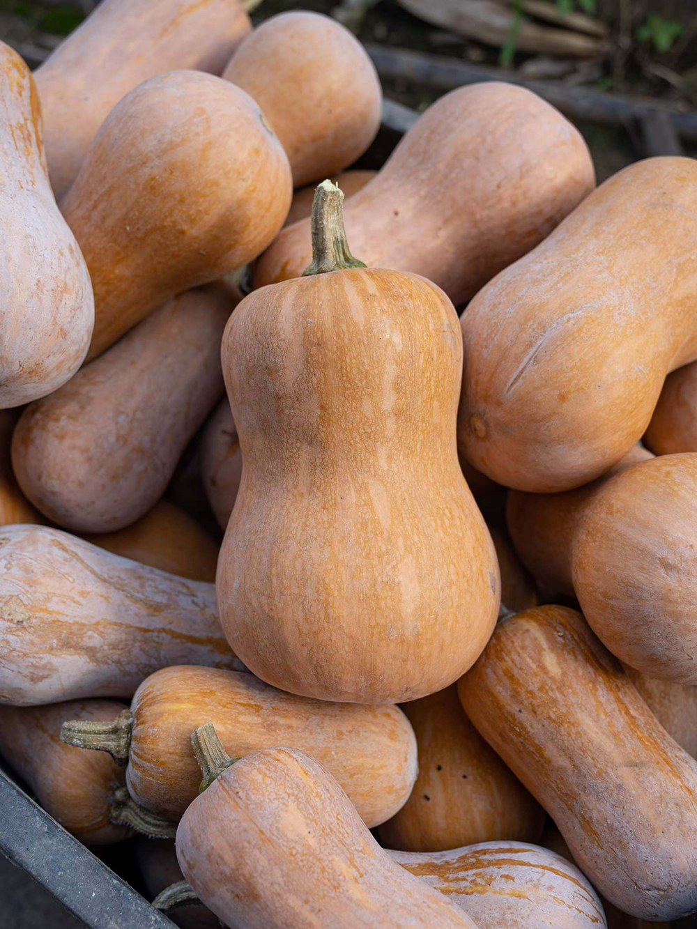 Golden Deary Pumpkin