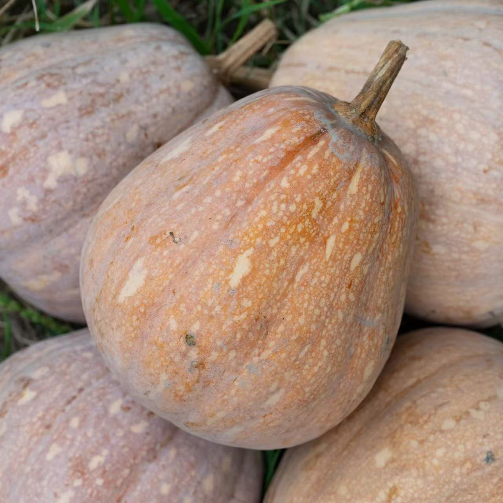 Starry Sky Miben Pumpkin