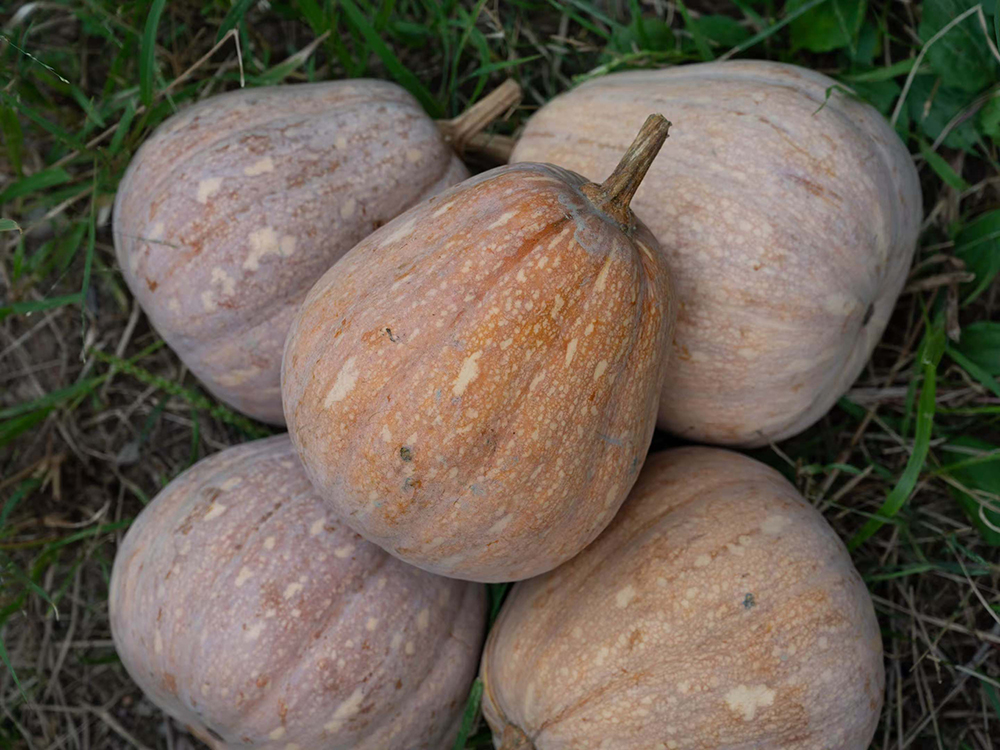 Starry Sky Miben Pumpkin
