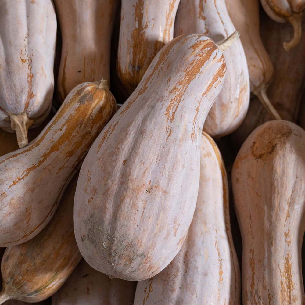 JinChuan Miben Pumpkin