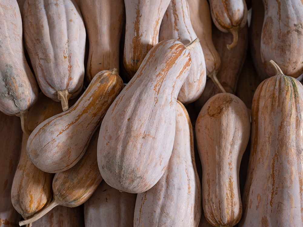 JinChuan Miben Pumpkin