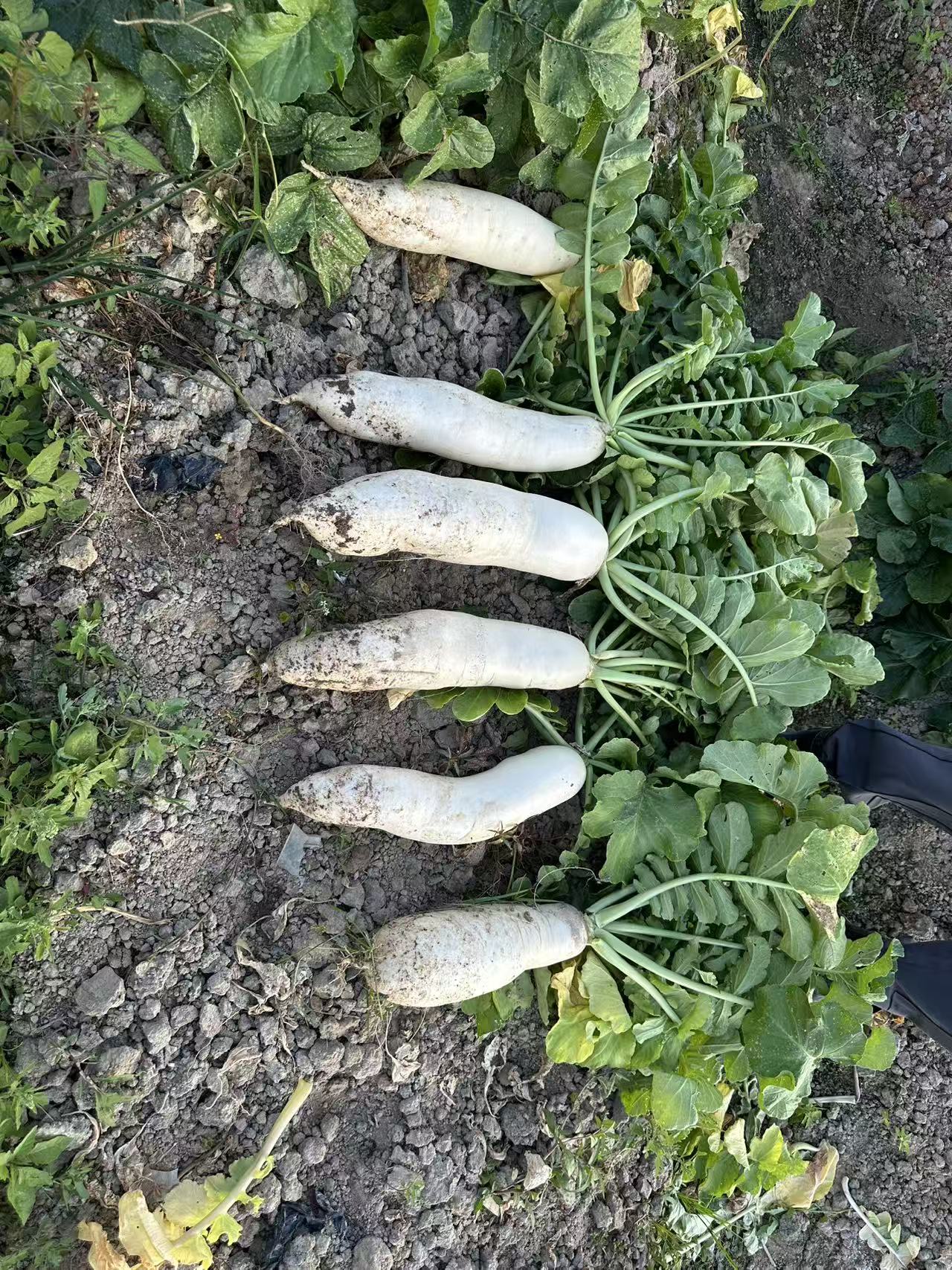 JinChuan River Bank Radish