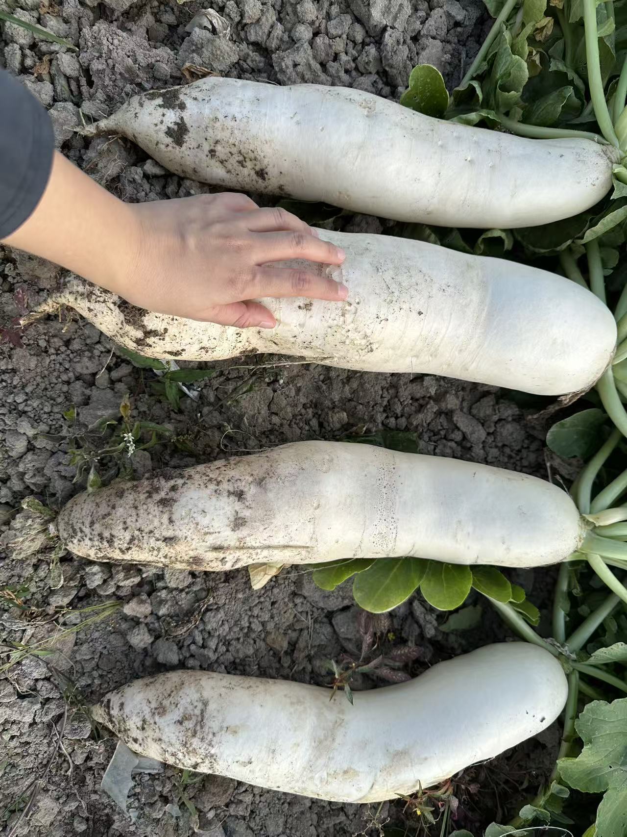 JinChuan River Bank Radish