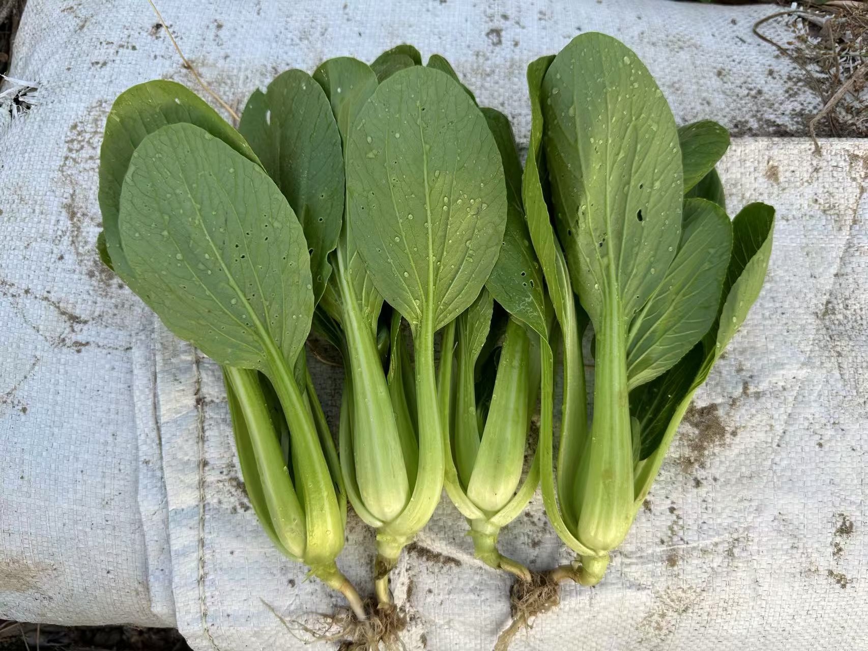 QingJiang Pak Choi