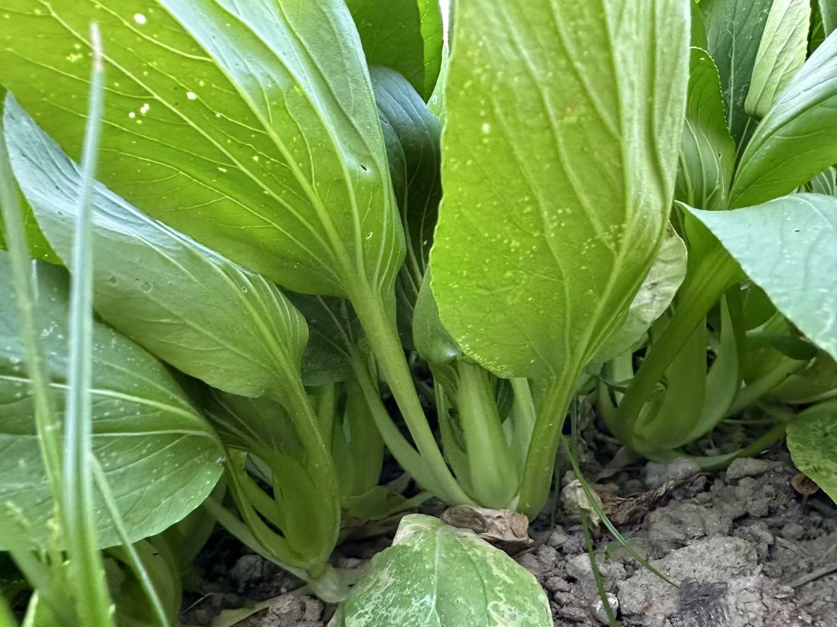 QingJiang Pak Choi