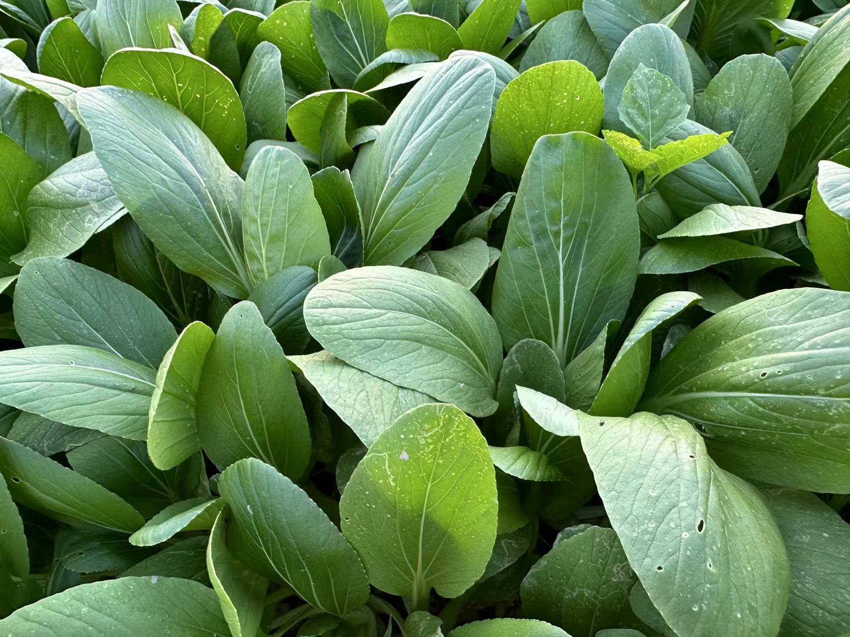 QingJiang Pak Choi