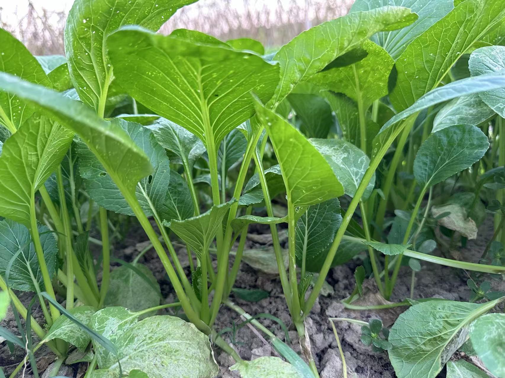 Hybrid No.901 Choy Sum