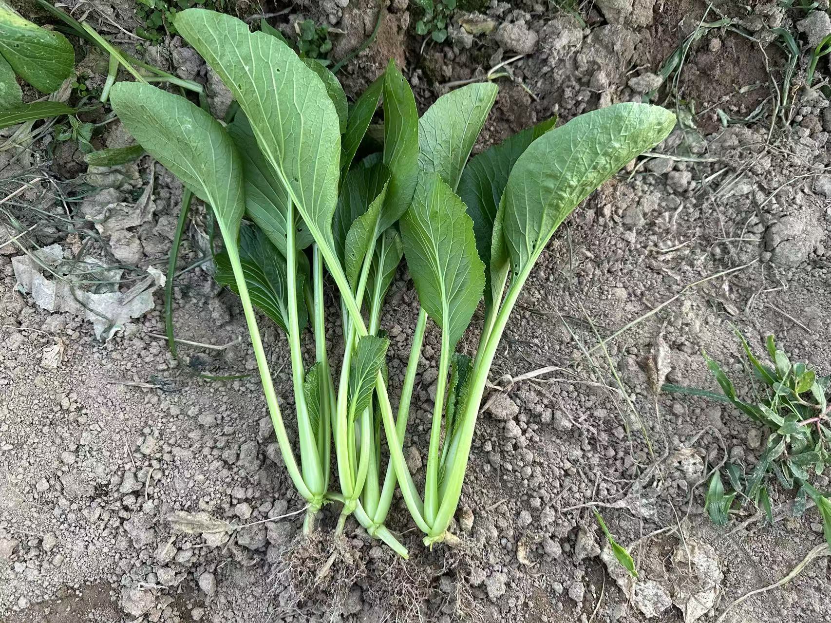 Hybrid No.901 Choy Sum