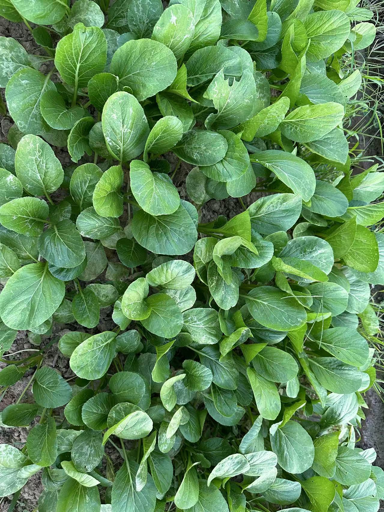 Hybrid No.901 Choy Sum