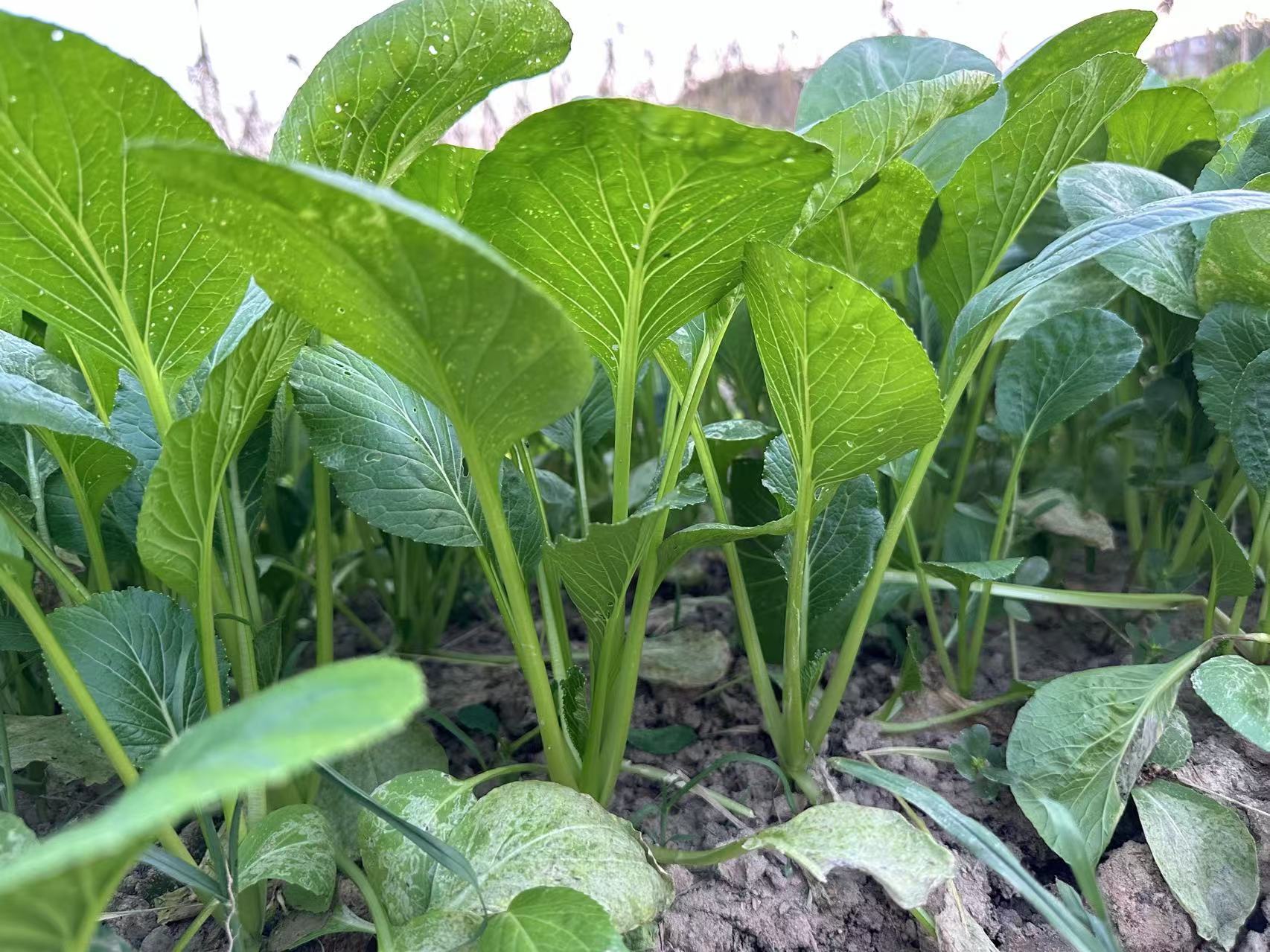 Hybrid No.901 Choy Sum