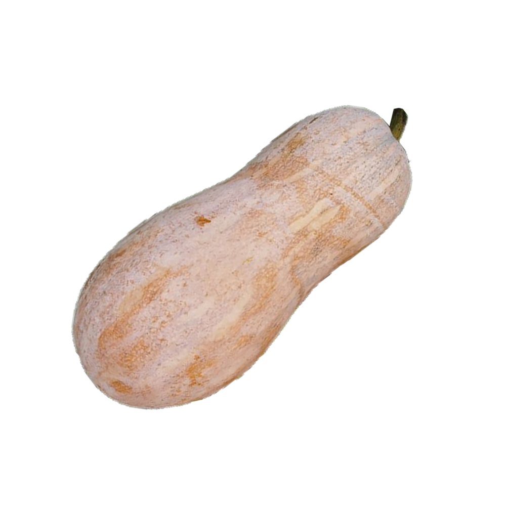 JinChuan Big Miben Pumpkin