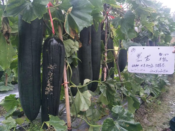 Black Dragon Wax Gourd