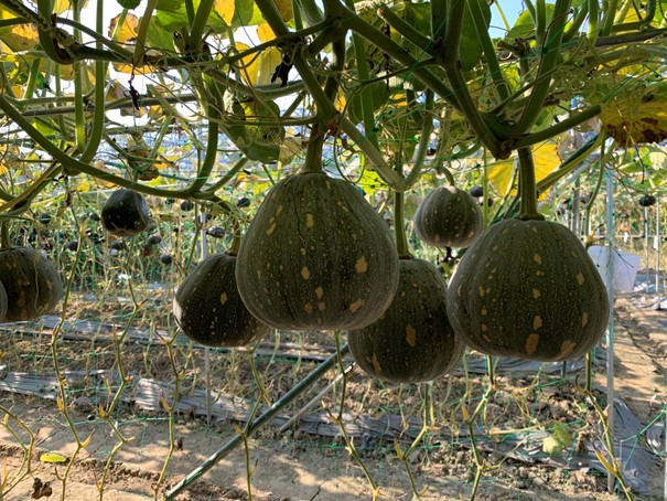 Starry Sky Miben Pumpkin
