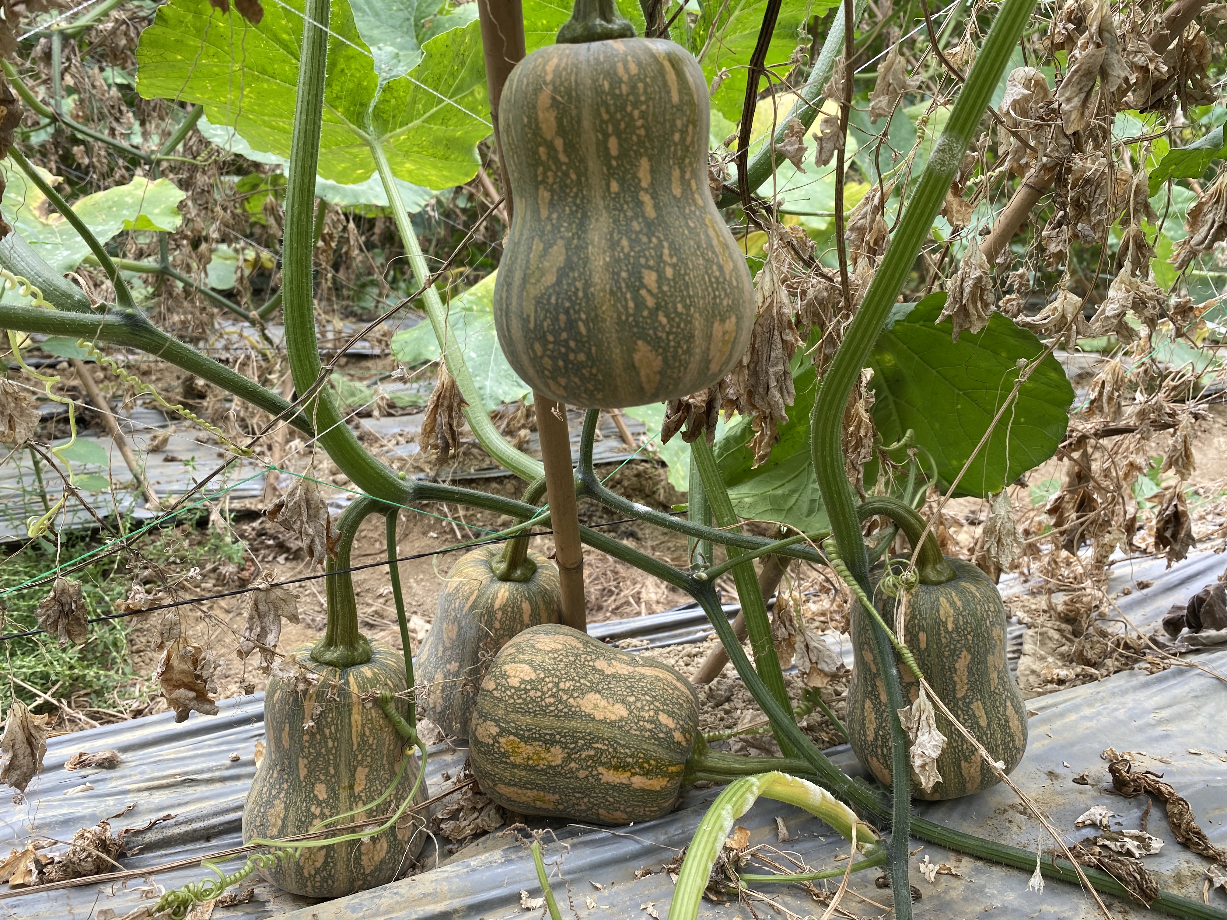 Golden Deary Pumpkin