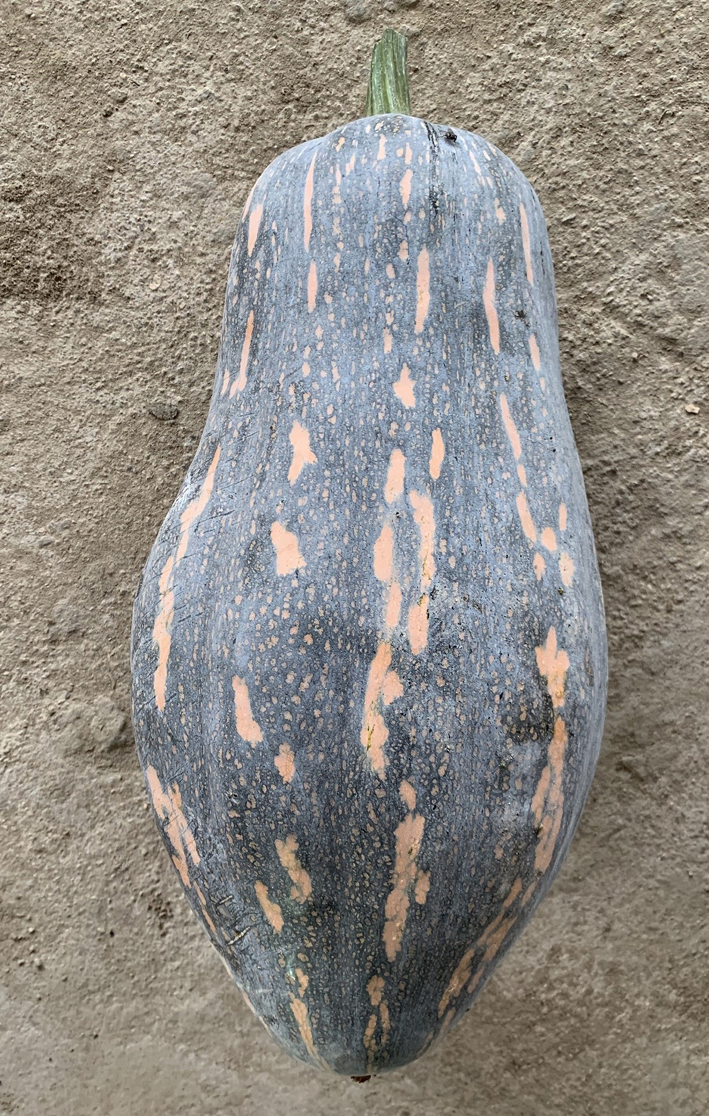 Taro Scented Miben Pumpkin
