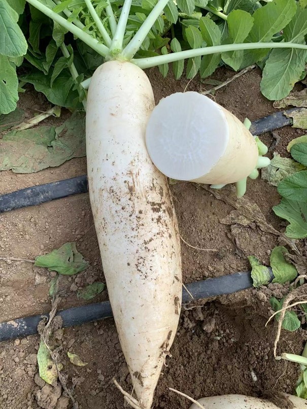 JinChuan River Bank Radish