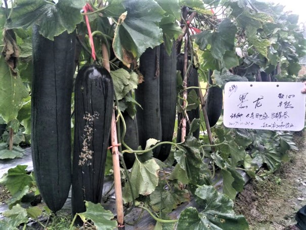 Black Dragon Wax Gourd