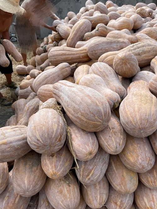 JinChuan Giant Big Miben Pumpkin