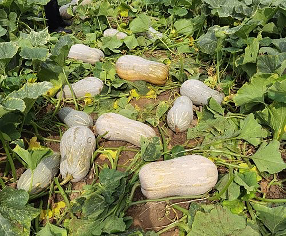 JinChuan Mixiang Big Pumpkin