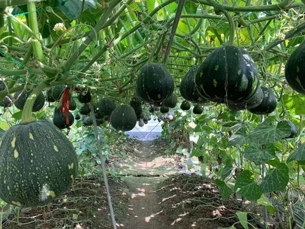 Starry Sky Miben Pumpkin