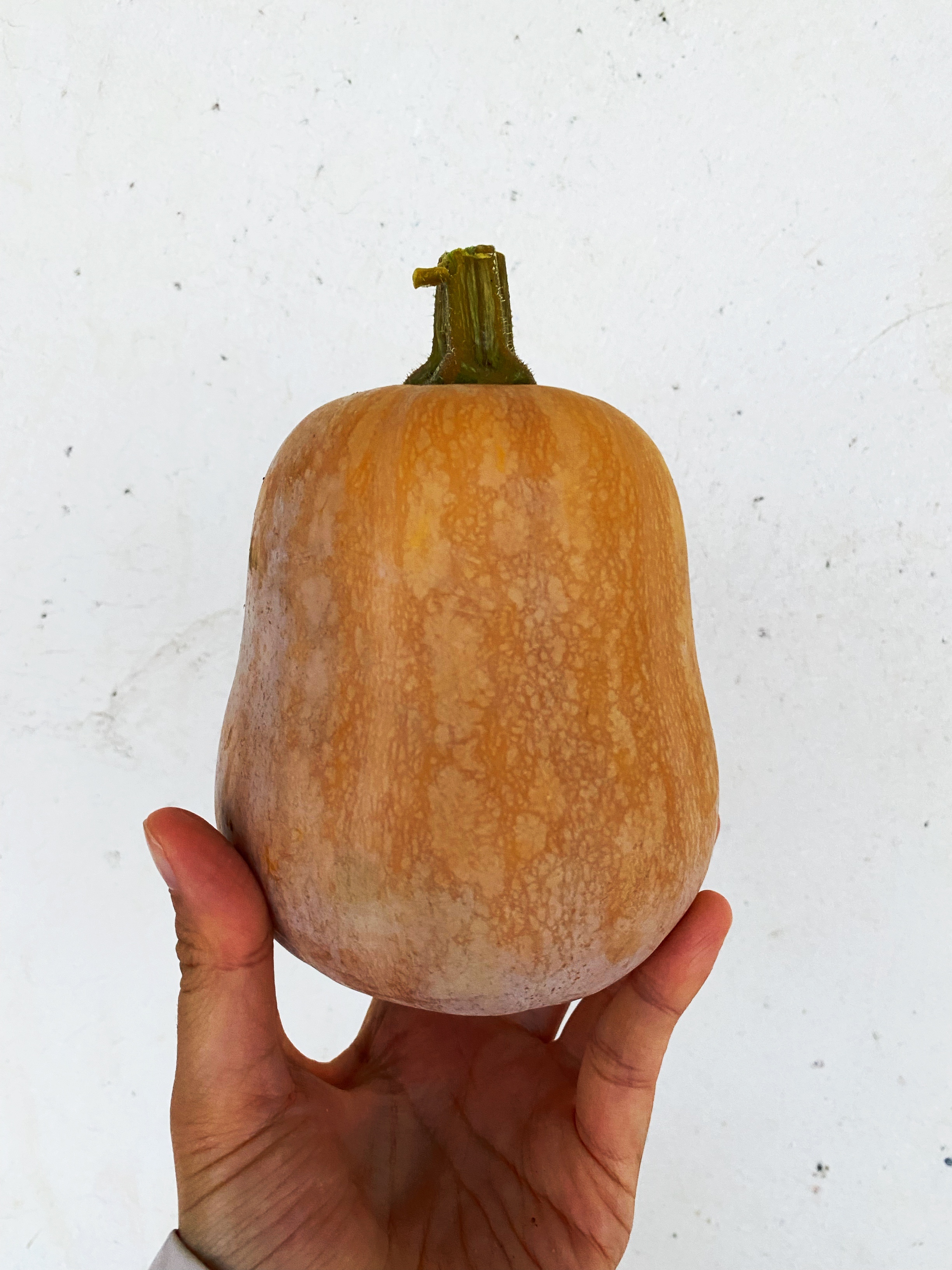 Golden Deary Pumpkin
