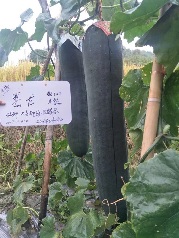 Black Dragon Wax Gourd