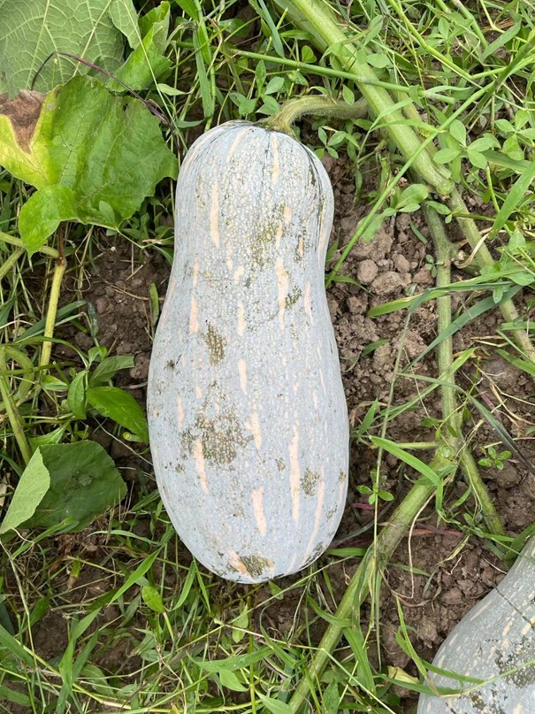 JinChuan Miben Pumpkin