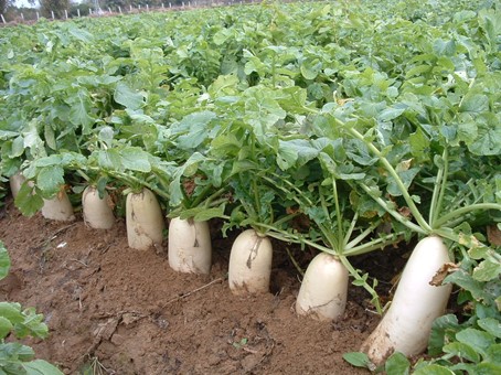 JinChuan River Bank Radish