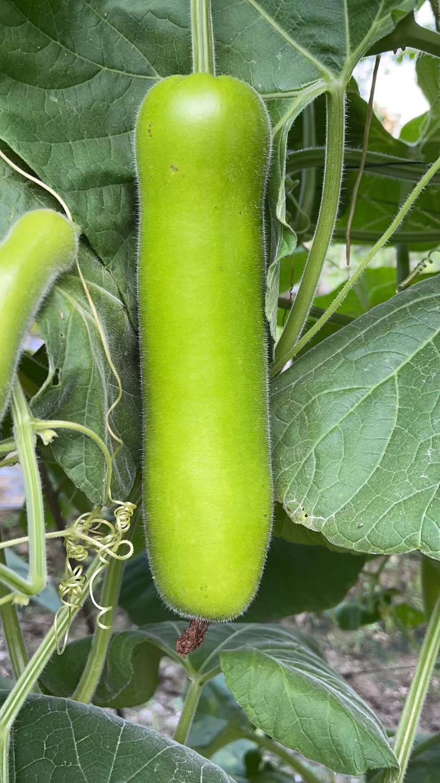 Shantou No.4 Bottle Gourd