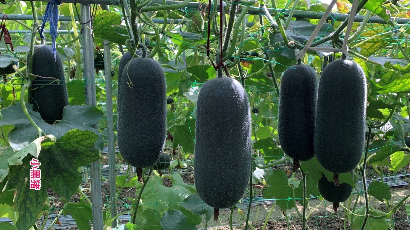 Black Piggy Wax Gourd
