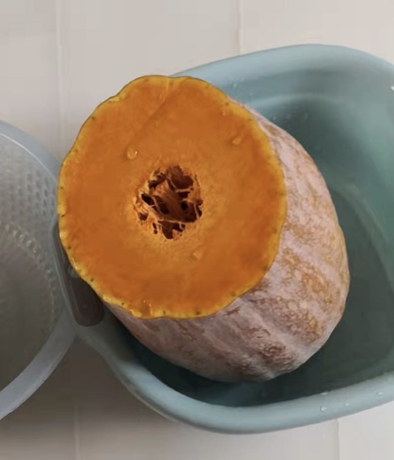 JinChuan Giant Big Miben Pumpkin