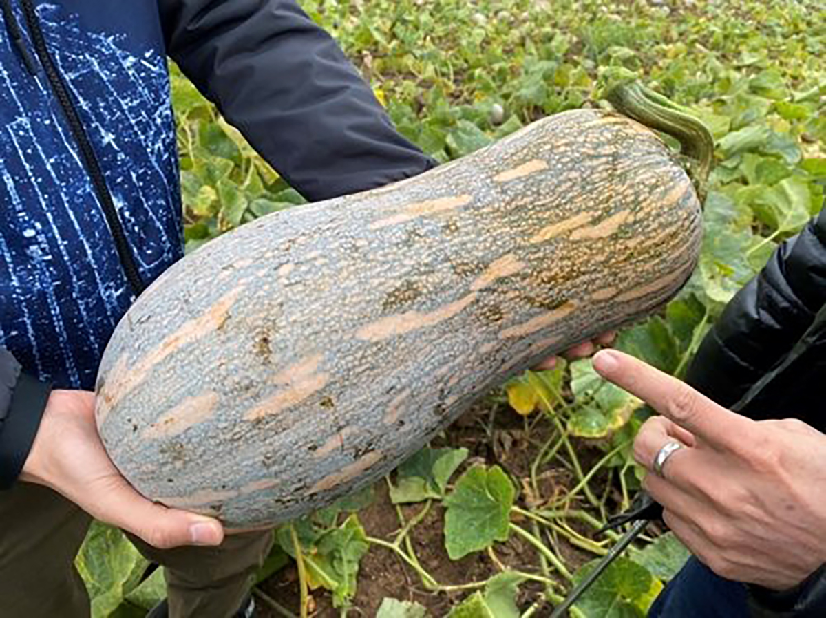 JinChuan Mixiang Big Pumpkin