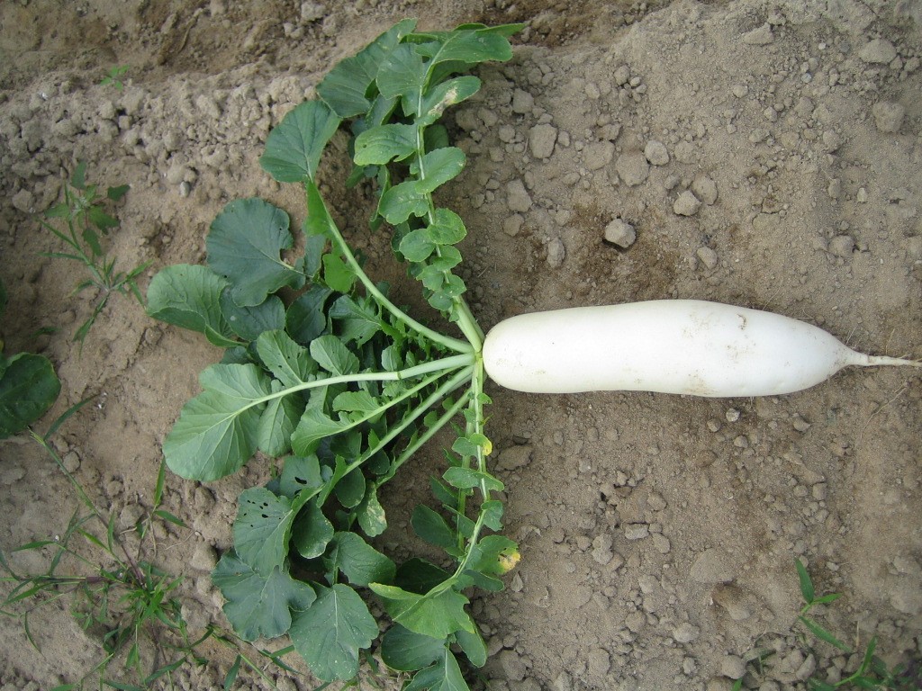 JinChuan River Bank Radish