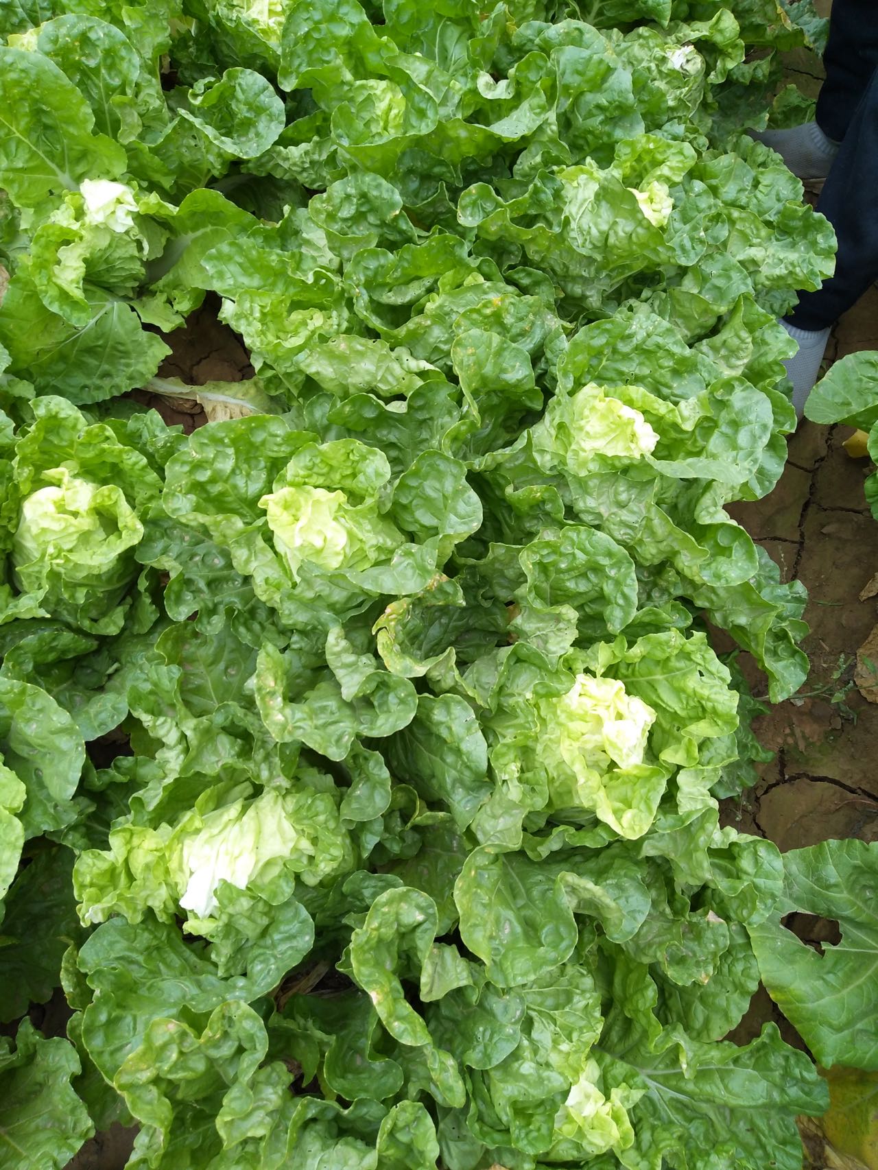 Zaohuangbai No.3 Early Ripening Hybrid Napa Cabbage