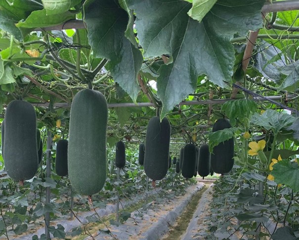 Black Piggy Wax Gourd