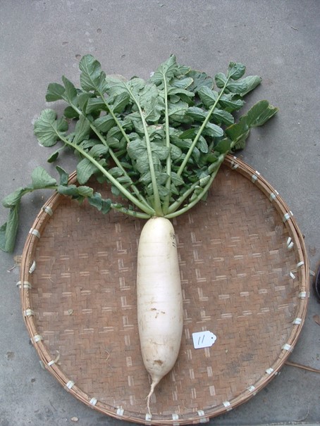 JinChuan River Bank Radish