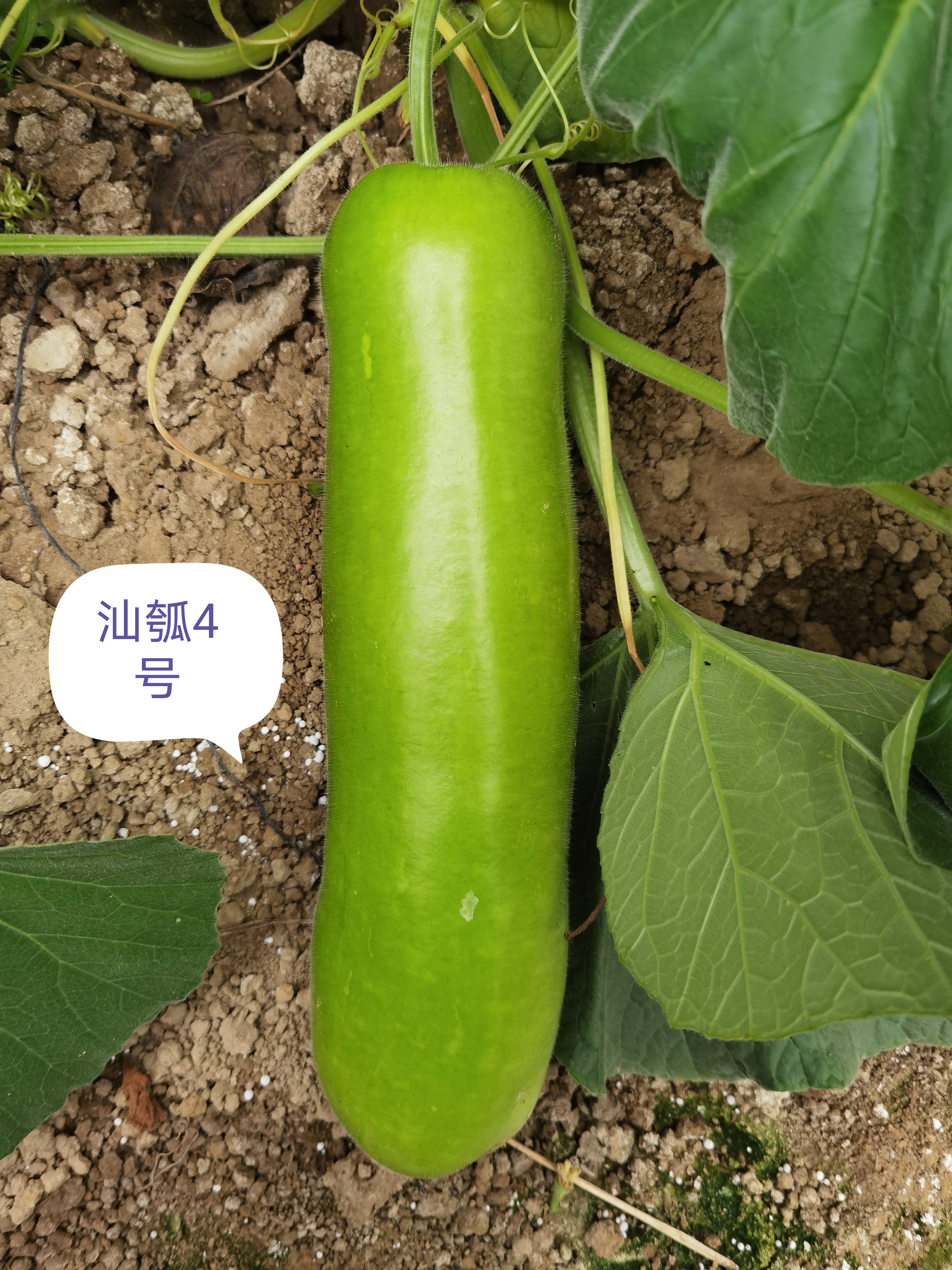 Shantou No.4 Bottle Gourd