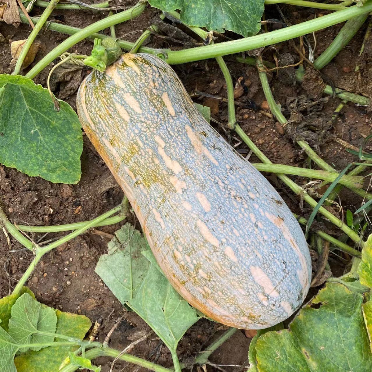 JinChuan Mixiang Big Pumpkin
