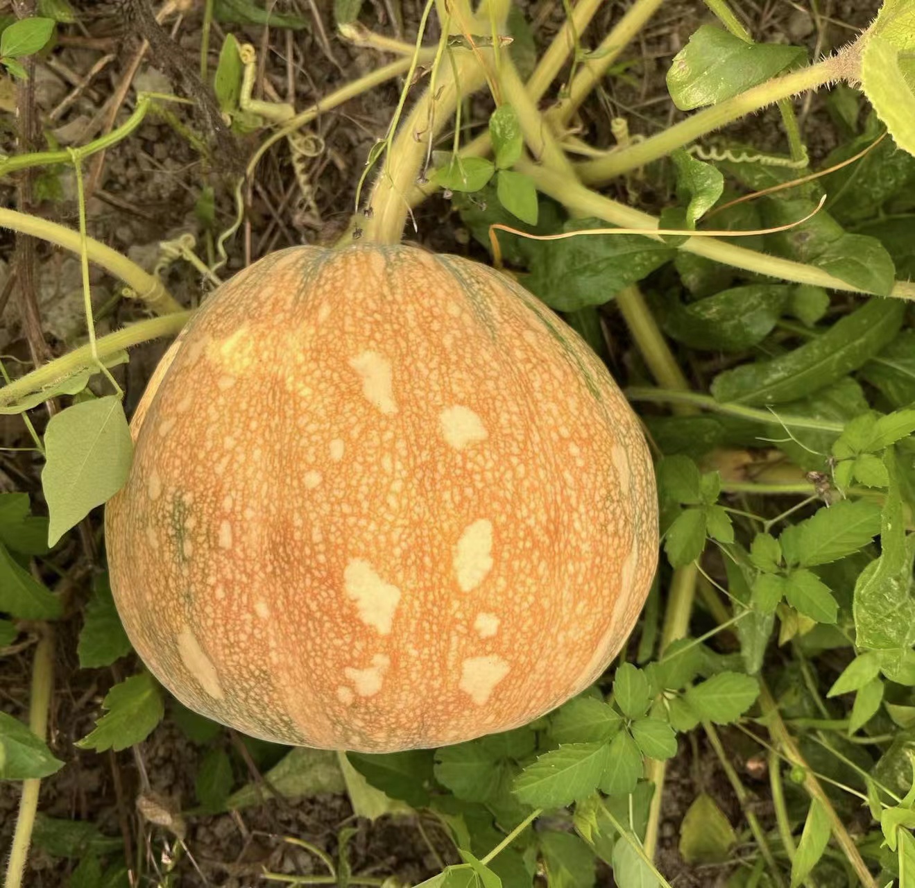 Starry Sky Miben Pumpkin