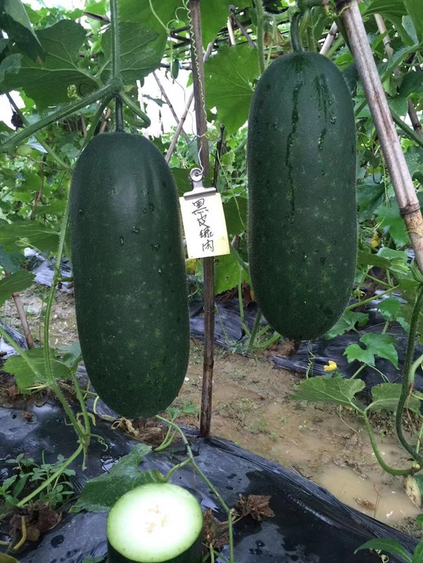 Black Piggy Wax Gourd